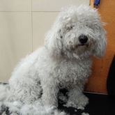Hotel para perros en Valladolid Canuber