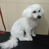 Hotel para perros en Valladolid Canuber