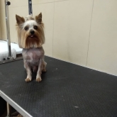 Hotel para perros en Valladolid Canuber