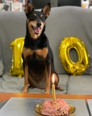 Hotel para perros en Valladolid Canuber