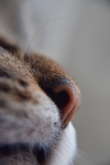 Vallamascotas - Farmacia Veterinaria