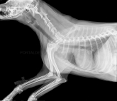 Vallamascotas - Farmacia Veterinaria