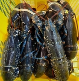 Pescadería Eugenia - Productos gourmet y ahumados