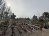 Viveros Rabadán y Calleja - Prispal Garden Valladolid