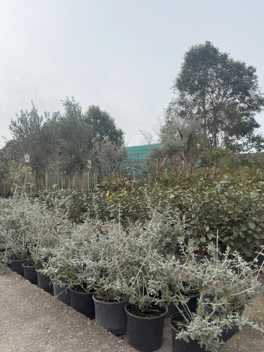 coniferas valladolid