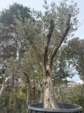 Viveros Rabadán y Calleja - Prispal Garden Valladolid