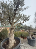 Viveros Rabadán y Calleja - Prispal Garden Valladolid