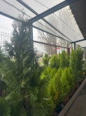 Viveros Rabadán y Calleja - Prispal Garden Valladolid