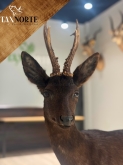 Taxnorte – Expertos en Taxidermia en Valladolid