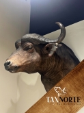 Taxnorte – Expertos en Taxidermia en Valladolid
