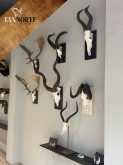 Taxnorte – Expertos en Taxidermia en Valladolid