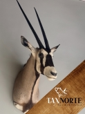 Taxnorte – Expertos en Taxidermia en Valladolid