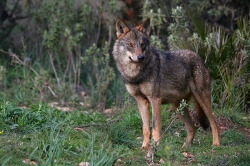 La Junta aprobará el decreto sobre responsabilidad patrimonial de ataques de lobo a principios de 2016