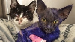 Final feliz para el gatito teñido de azul que servía de juguete a un perro