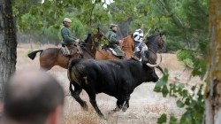 La Junta de Castilla y León prohibe la muerte del Toro de la Vega