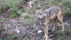 Un lobo ataca y hiere a un cuidador en un centro de Zamora