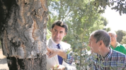 La Junta convoca ayudas forestales para producir trufa, piñón y madera