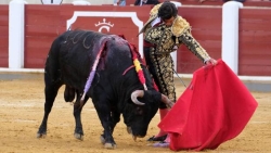 Valladolid reanuda este viernes su feria tras el emotivo homenaje a Víctor Barrio