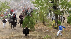 Tordesillas, dispuesta a celebrar su primer Toro de la Peña