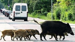 Animales «fuera de lugar»