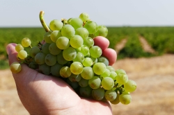 ÉXITO DE LA PRIMERA SEMANA DE LA VENDIMIA ANTICIPADA EN LA D.O. RUEDA