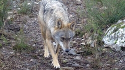 La UE inicia hoy en Ávila su visita para ver los daños del lobo, el punto más crítico