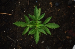 A la venta cannabis con bajos niveles de sustancias psicoactivas