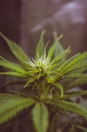 Aceite de CBD: Nueva visión del cannabis terapéutico