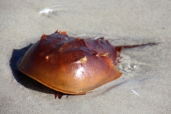 Las criaturas marinas más extrañas que podemos encontrar