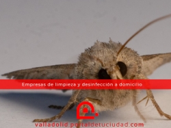Expertos en Limpieza en Valladolid Revelan la Importancia Vital de Limpiar y Desinfectar Sofás, Alfombras y Colchones