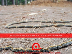 La Oruga Procesionaria ha Llegado a los Pinares de Valladolid