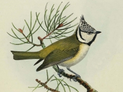 El Museo de la Ciencia abre las inscripciones para la Escuela de Verano ‘Amigos con plumas, pico y patas’