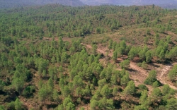 FAFCYLE reclama un compromiso real de la administración para asegurar el futuro de los bosques en Castilla y León