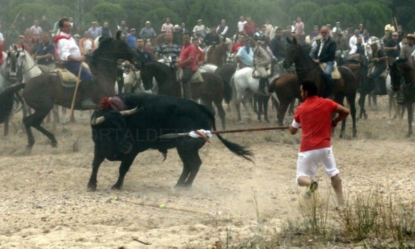 El rechazo a la celebración del Toro de la Vega lidera las tendencias de este martes en las redes sociales