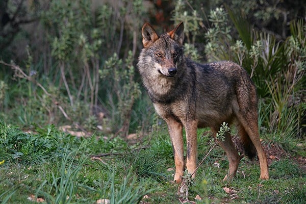 La Junta aprobará el decreto sobre responsabilidad patrimonial de ataques de lobo a principios de 2016