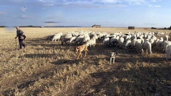 Trigueros del Valle, Premio Capital Animal por declarar a sus perros y gatos «vecinos no humanos»