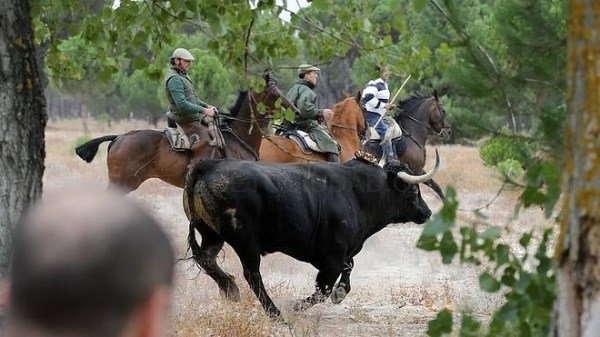 La Junta de Castilla y León prohibe la muerte del Toro de la Vega