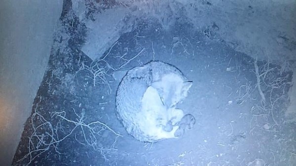 Nacen los primeros cachorros en el Centro del lobo ibérico de Castilla y León