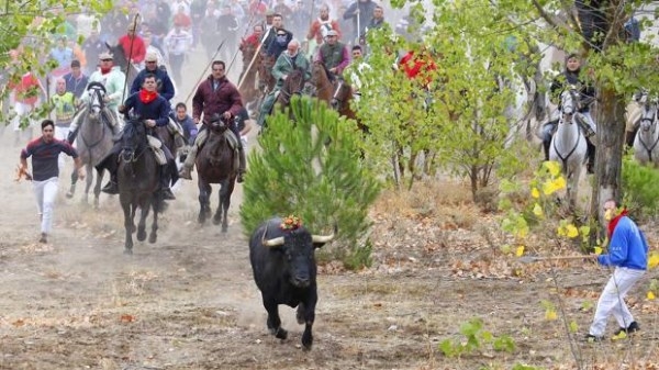 El Ayuntamiento de Tordesillas registra la solicitud para celebrar el Toro de la Vega