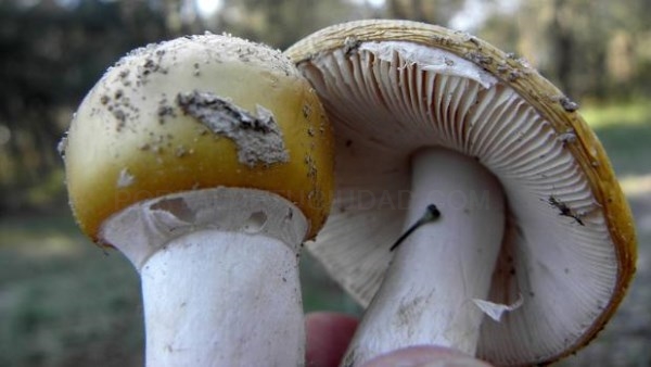 Gastronomía y micología para todos los paladares