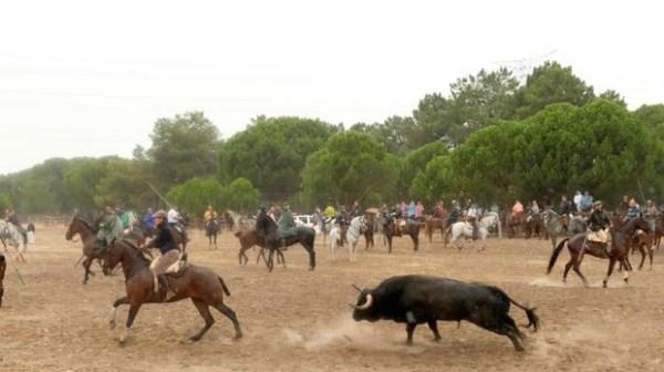 La Junta aconseja a Tordesillas recuperar el nombre del «Toro de la Vega» para el torneo