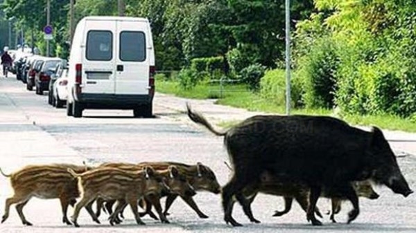 Animales «fuera de lugar»