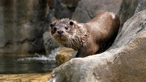 Animales «fuera de lugar»