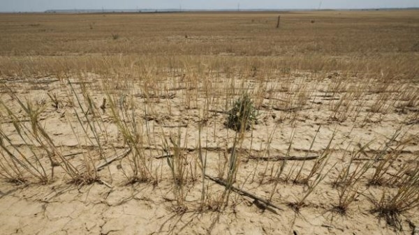 La cosecha del cereal será la peor en 25 años