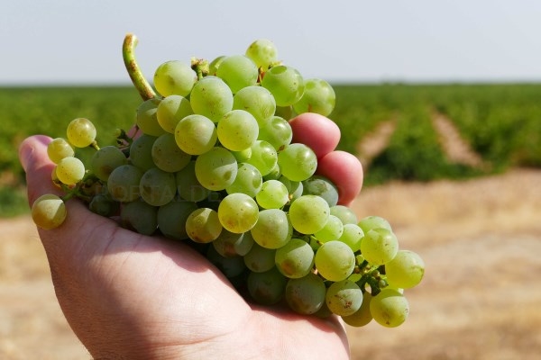 ÉXITO DE LA PRIMERA SEMANA DE LA VENDIMIA ANTICIPADA EN LA D.O. RUEDA