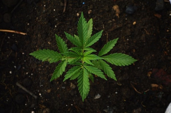 A la venta cannabis con bajos niveles de sustancias psicoactivas