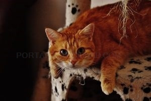 Beneficios de tener un perro o un gato
