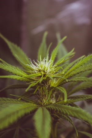 Aceite de CBD: Nueva visión del cannabis terapéutico