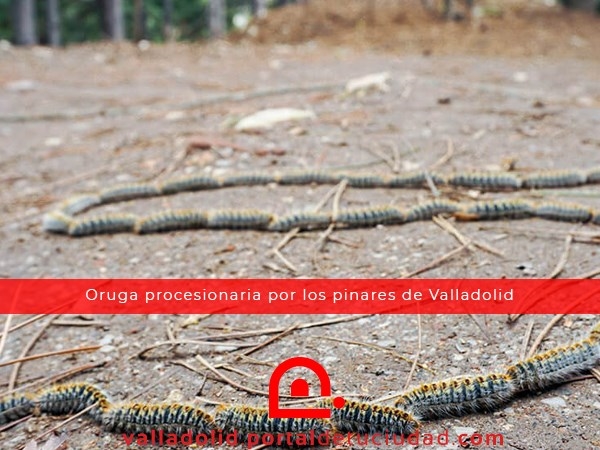 La Oruga Procesionaria ha Llegado a los Pinares de Valladolid