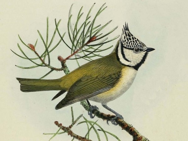 El Museo de la Ciencia abre las inscripciones para la Escuela de Verano ‘Amigos con plumas, pico y patas’